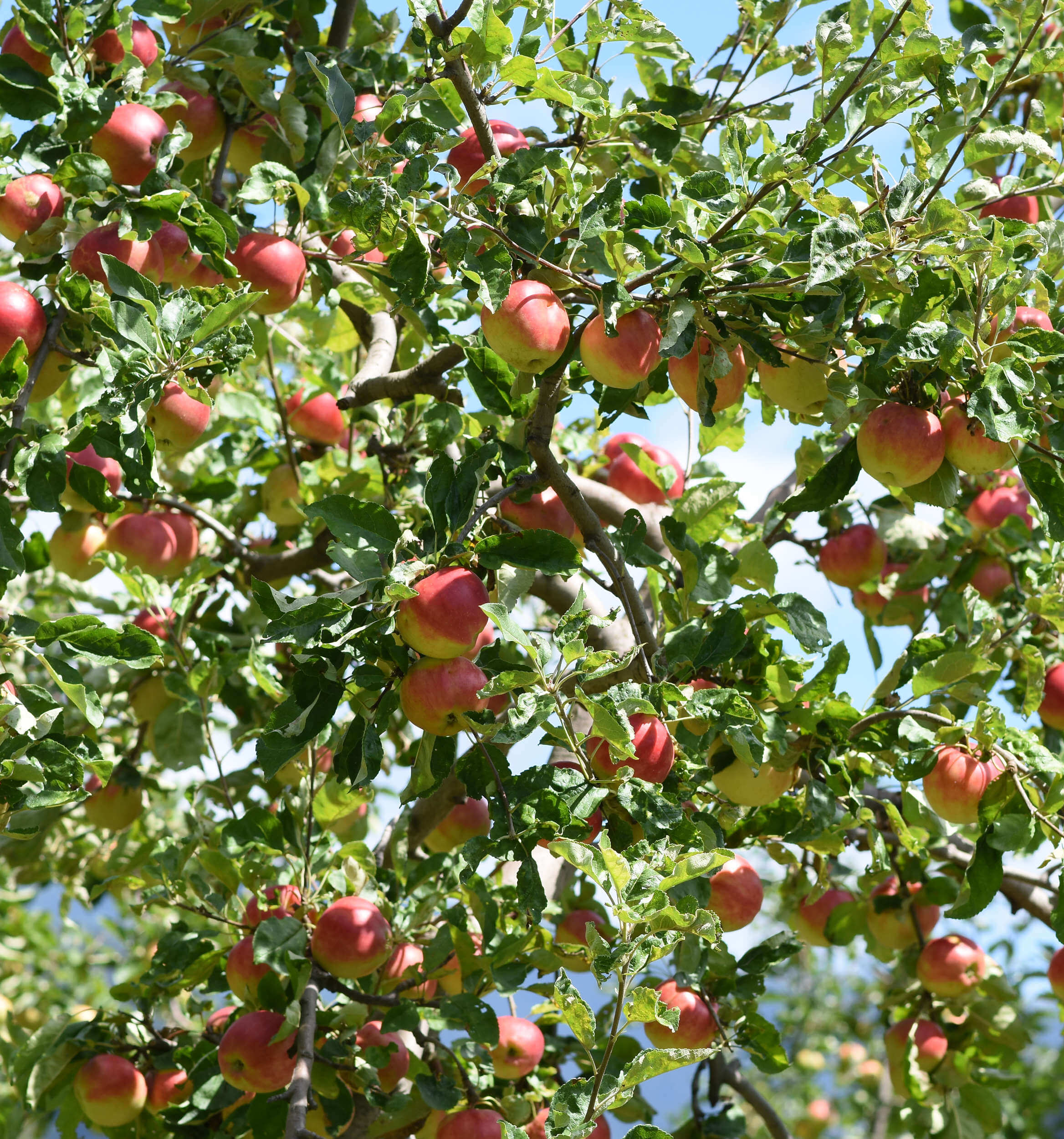 Zu Besuch am Santerhof
